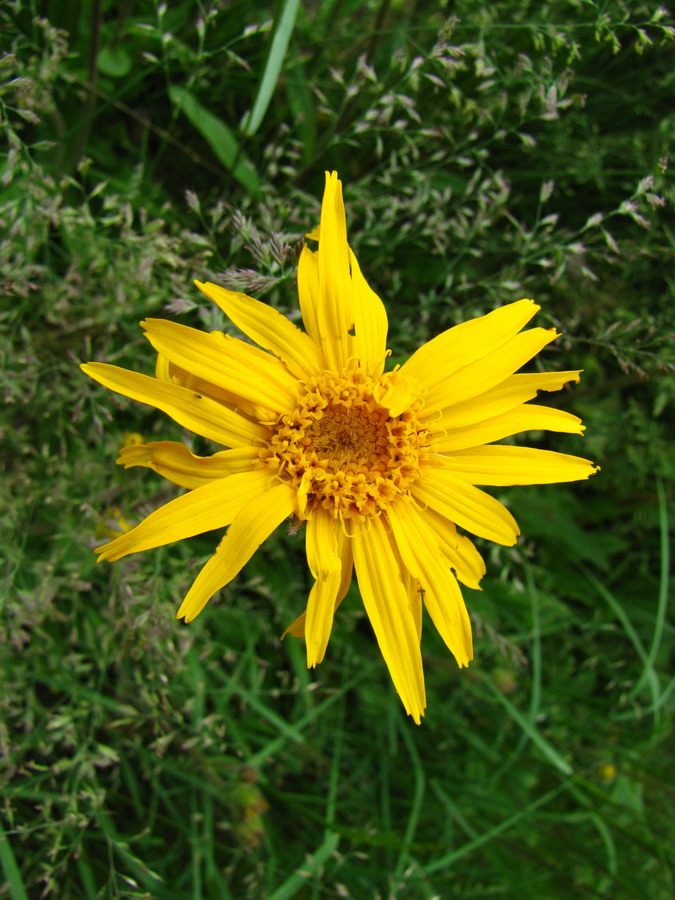 Изображение особи Arnica montana.