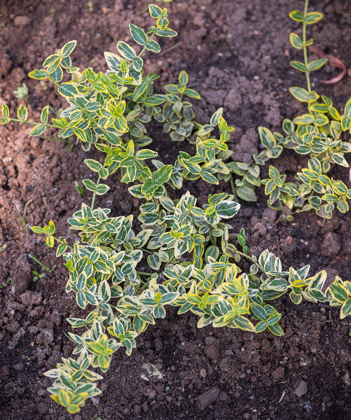 Image of Euonymus fortunei specimen.