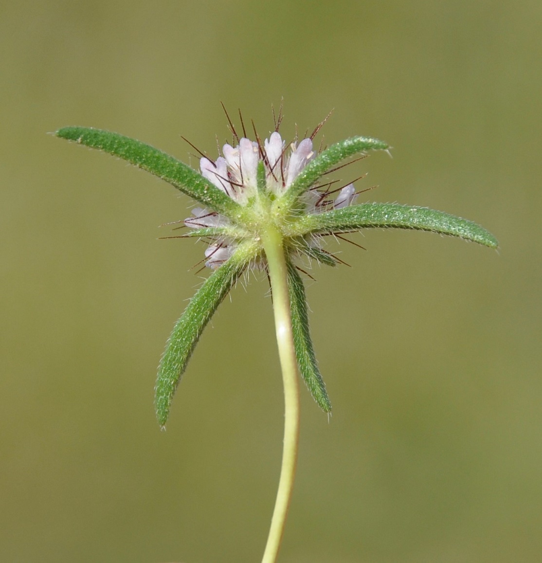 Image of Lomelosia divaricata specimen.