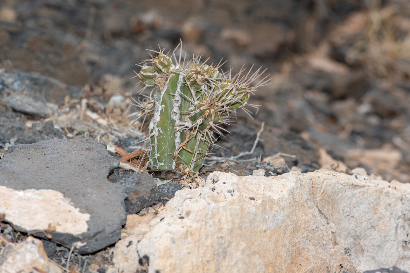 Изображение особи Euphorbia handiensis.