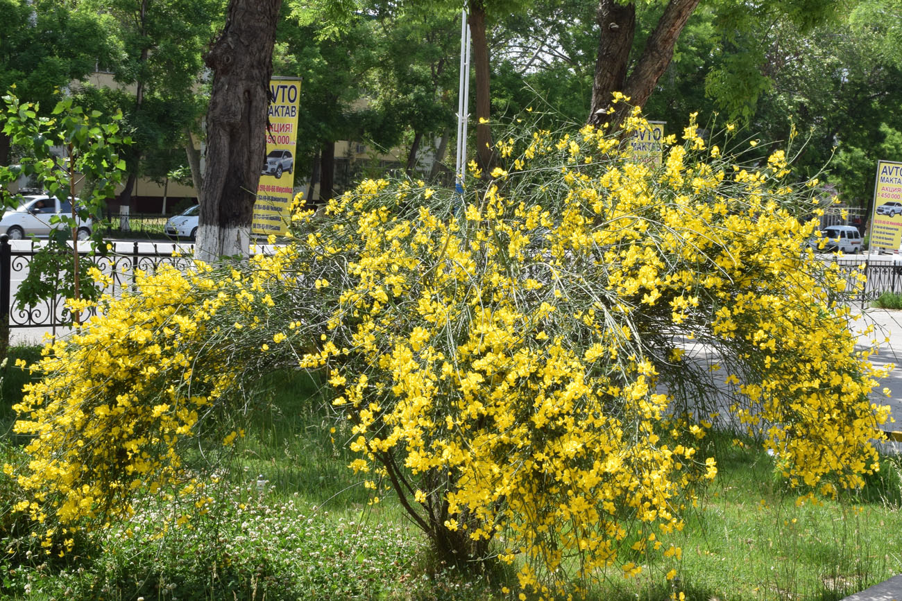 Image of Spartium junceum specimen.