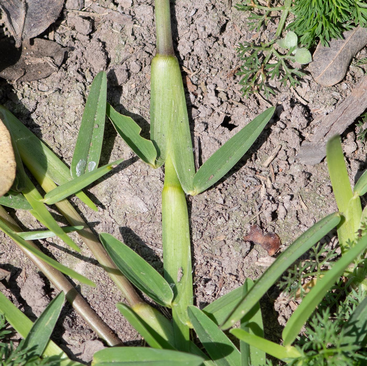 Image of familia Poaceae specimen.