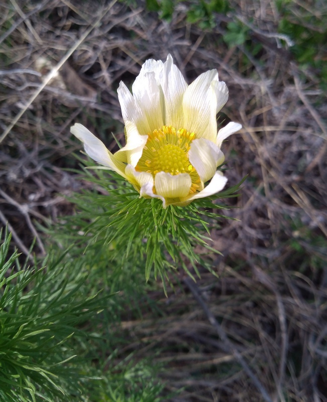 Изображение особи Adonis vernalis.