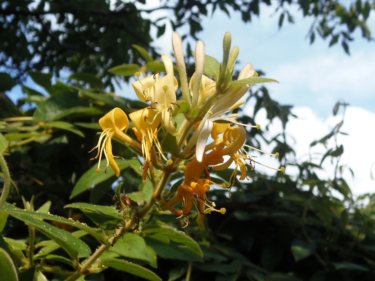 Image of Lonicera japonica specimen.