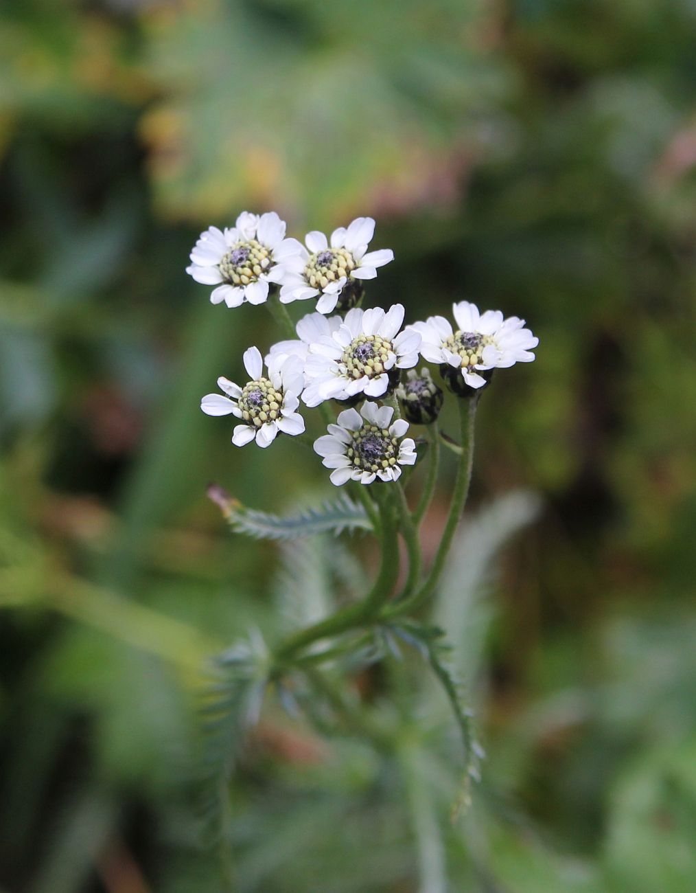 Изображение особи Achillea ledebourii.