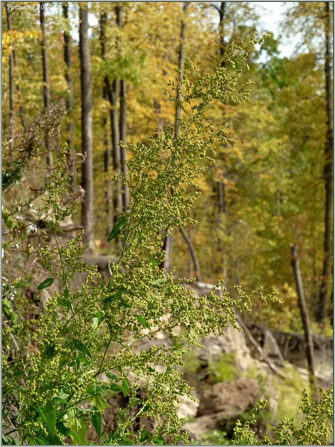 Image of Chenopodium strictum specimen.