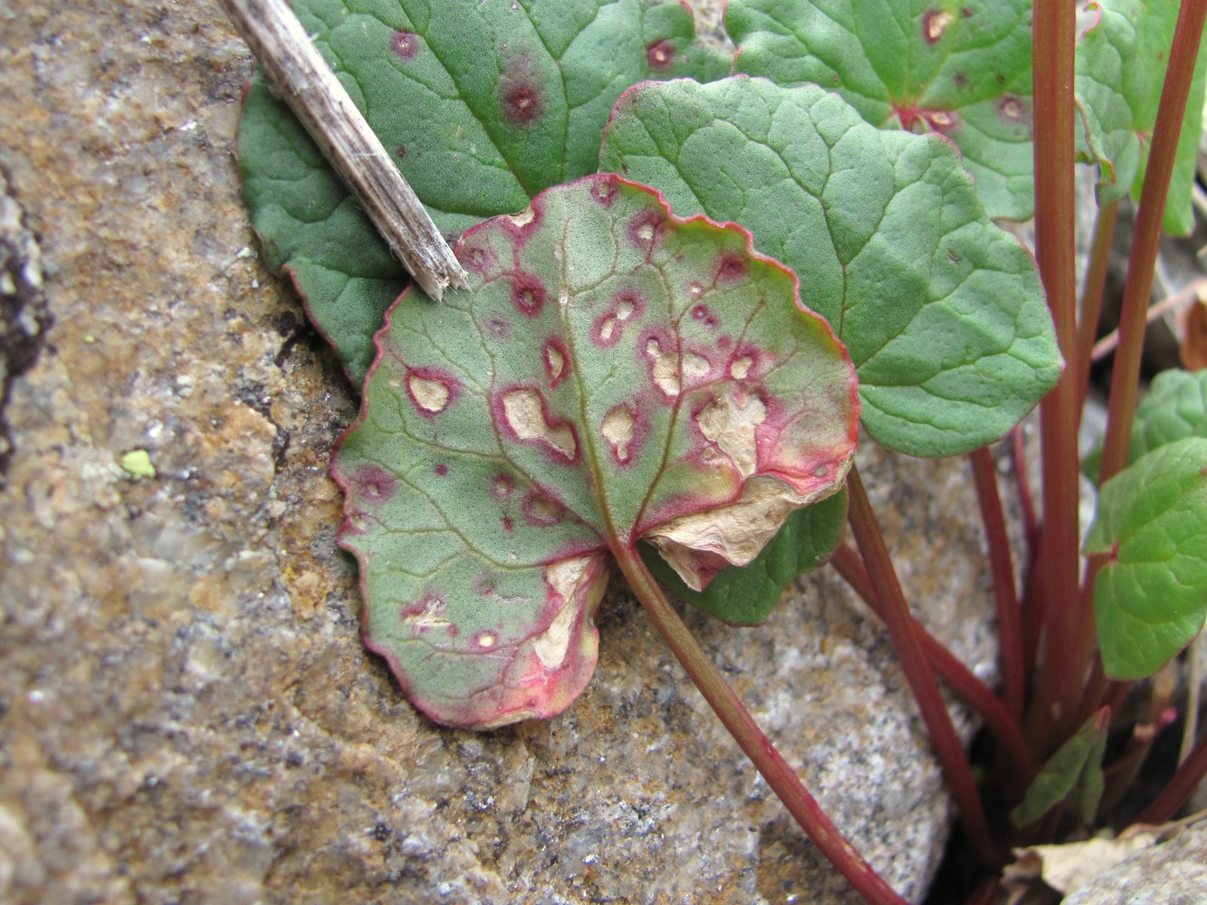 Image of Oxyria digyna specimen.