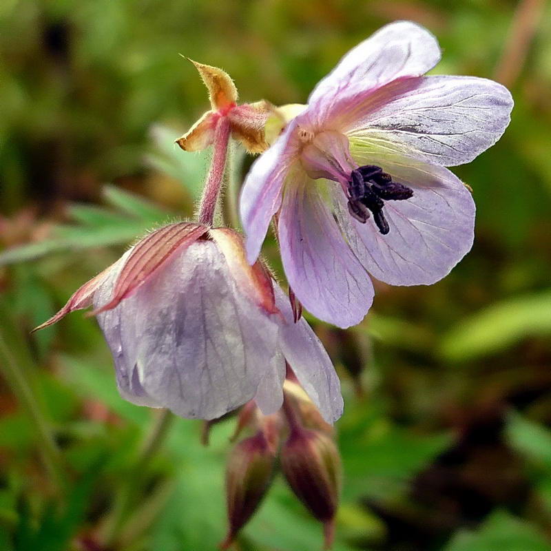 Image of Geranium pratense specimen.