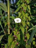 Calystegia sepium. Часть побега с цветком и созревающими плодами. Московская обл., окр. г. Железнодорожный, долина р. Чёрная, берег пруда. 06.08.2020.