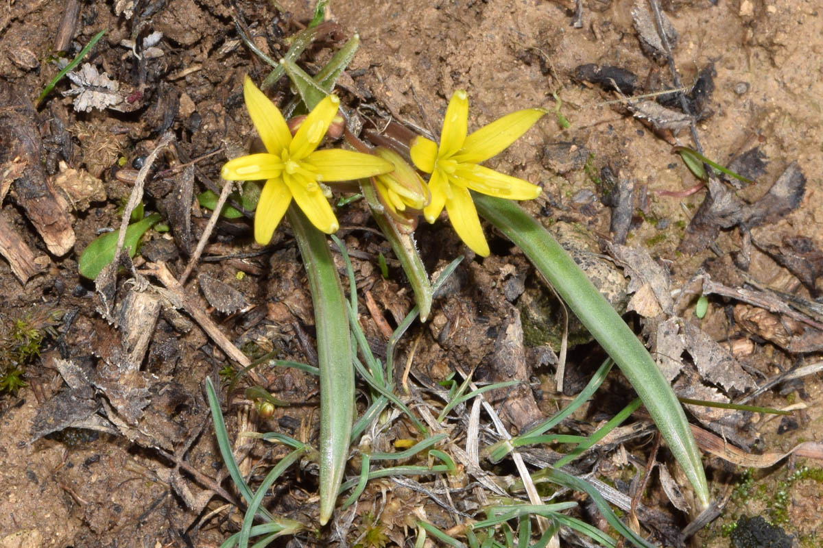 Image of Gagea turkestanica specimen.