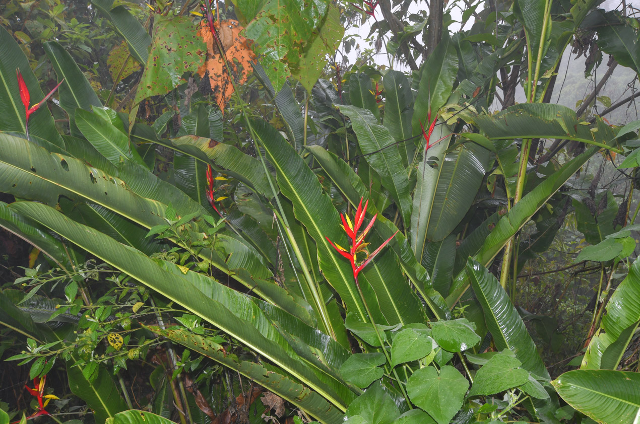 Изображение особи Heliconia subulata.