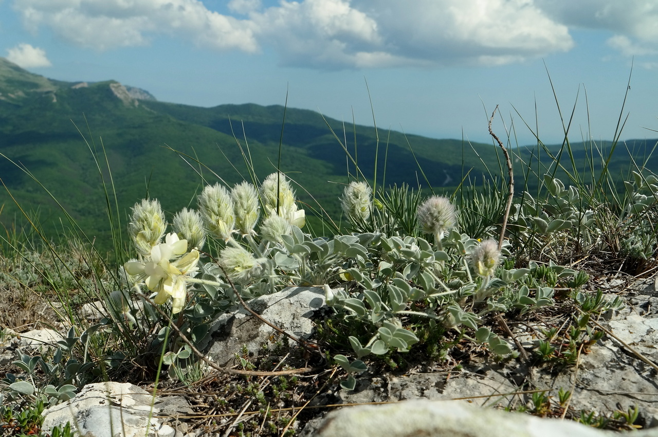 Изображение особи Hedysarum candidum.