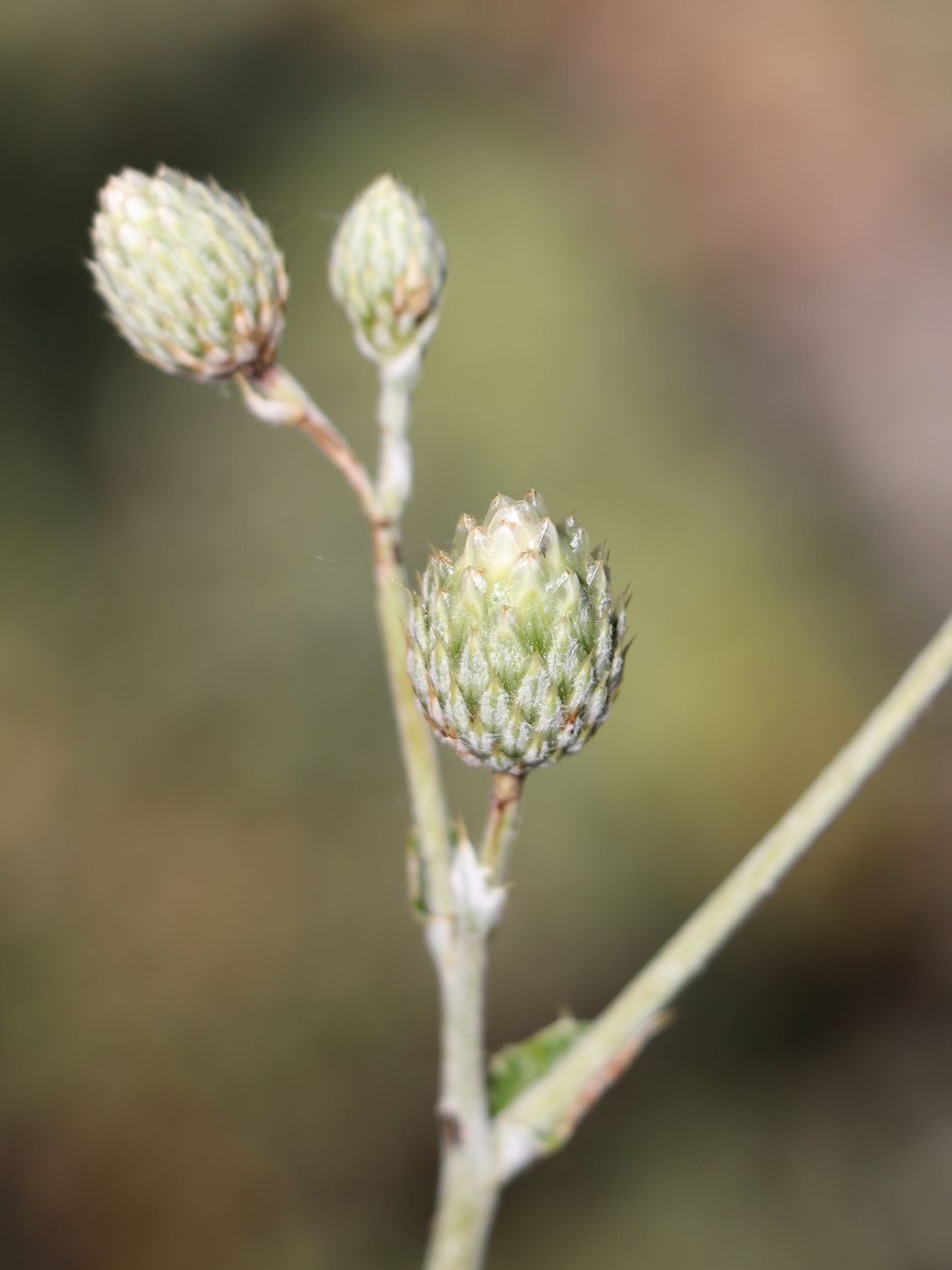 Изображение особи Cousinia dolichophylla.