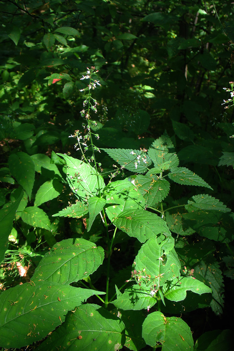 Image of Circaea lutetiana specimen.