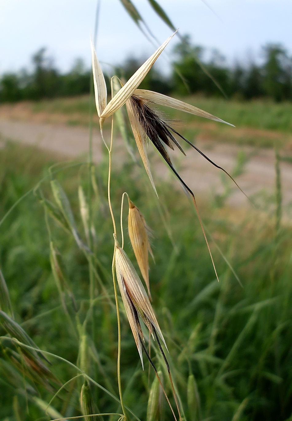 Image of Avena persica specimen.