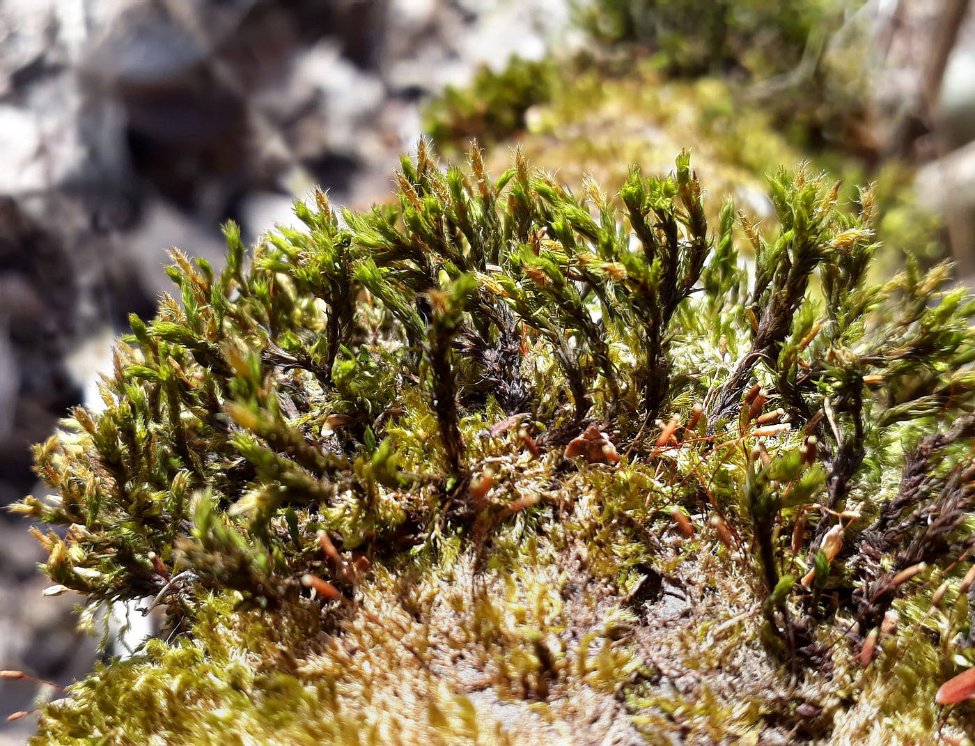 Изображение особи семейство Orthotrichaceae.