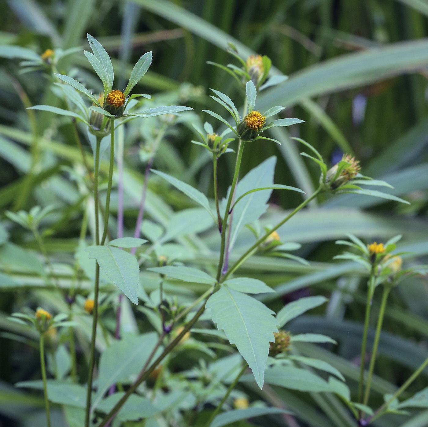 Изображение особи Bidens frondosa.