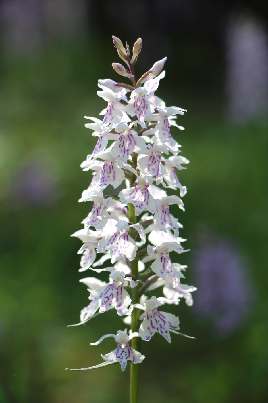 Image of Dactylorhiza fuchsii specimen.