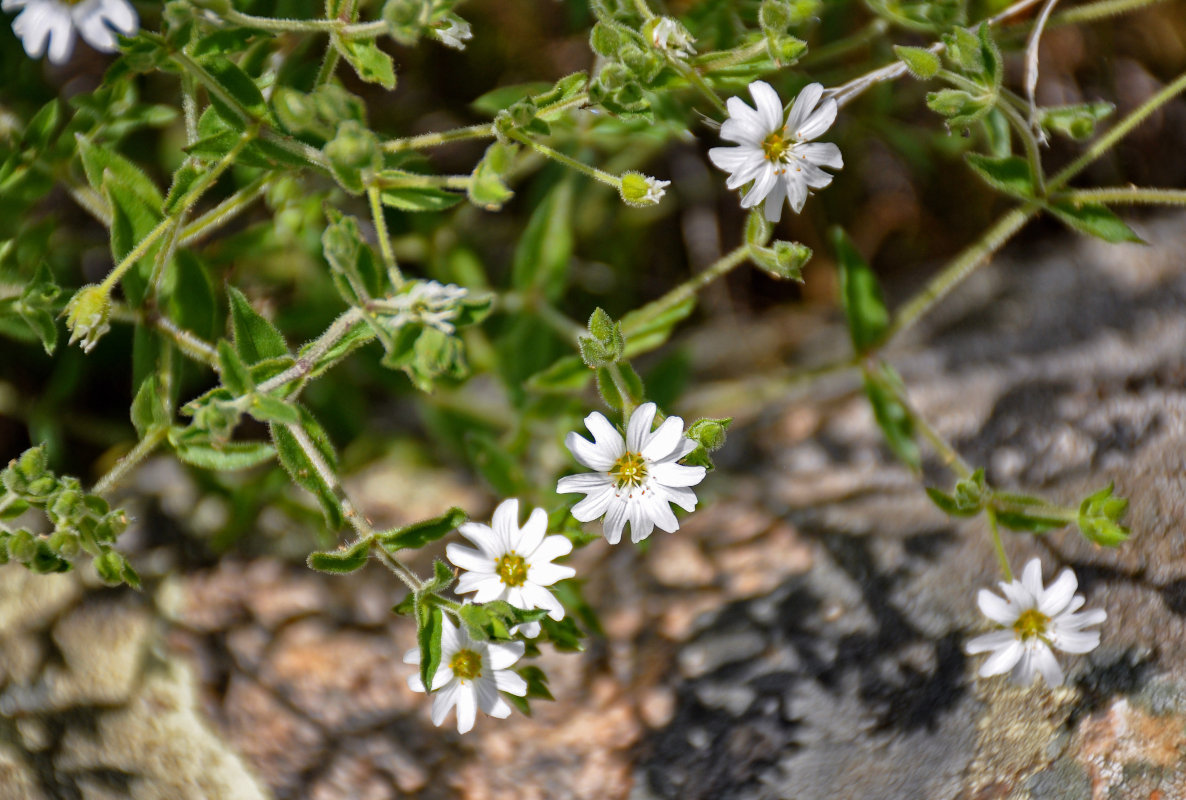 Image of Stellaria dichotoma specimen.