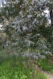 genus Eucalyptus. Вегетирующее растение. Израиль, лес Бен-Шемен. 05.03.2022.