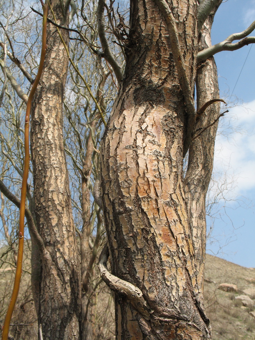 Image of Salix matsudana specimen.