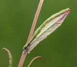 Scutellaria regeliana