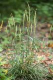 familia Poaceae. Плодоносящие растения. Краснодарский край, Пшадский сельский округ, окр. с. Криница, ущ. Грекова щель, берег ручья. 10.07.2022.