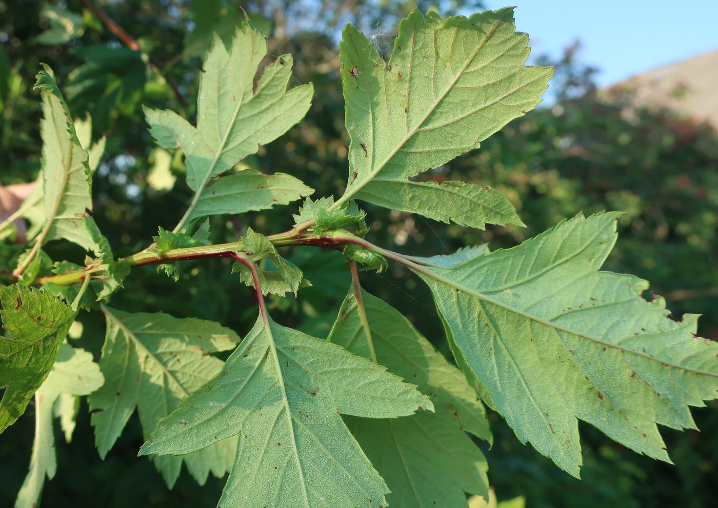 Изображение особи род Crataegus.