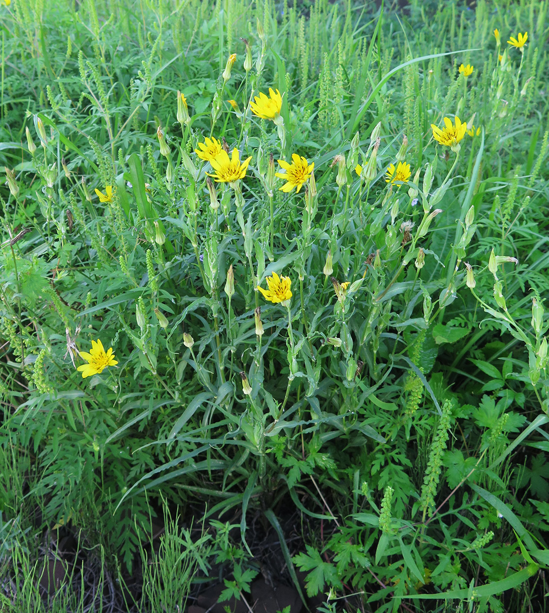 Изображение особи Tragopogon serotinus.