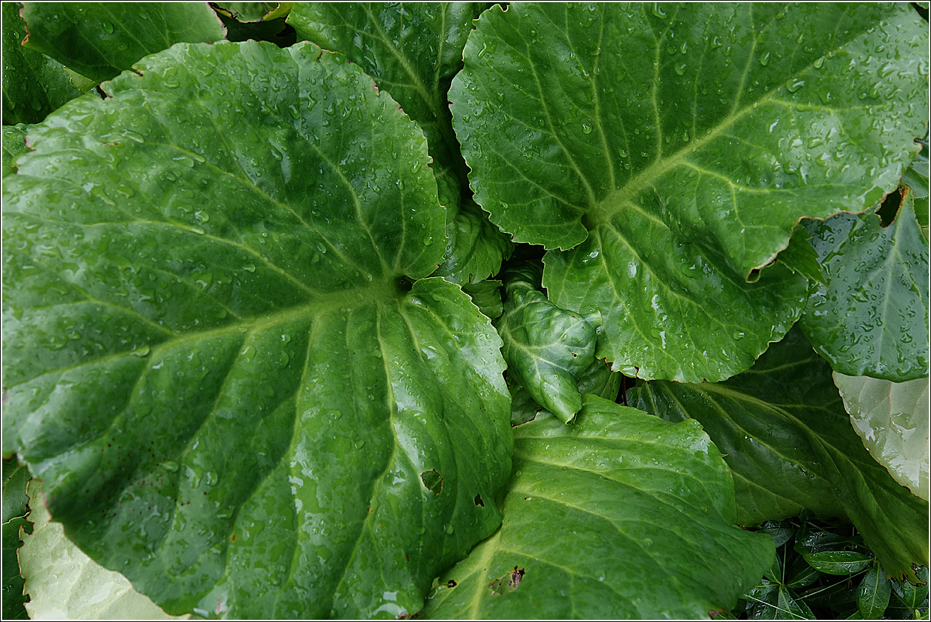 Image of Bergenia crassifolia specimen.