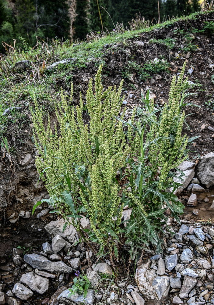 Image of genus Rumex specimen.