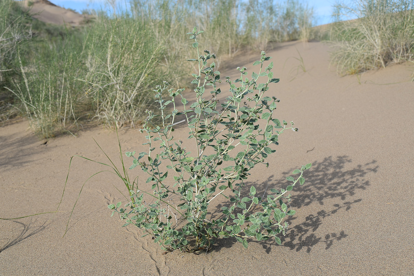 Изображение особи Heliotropium arguzioides.