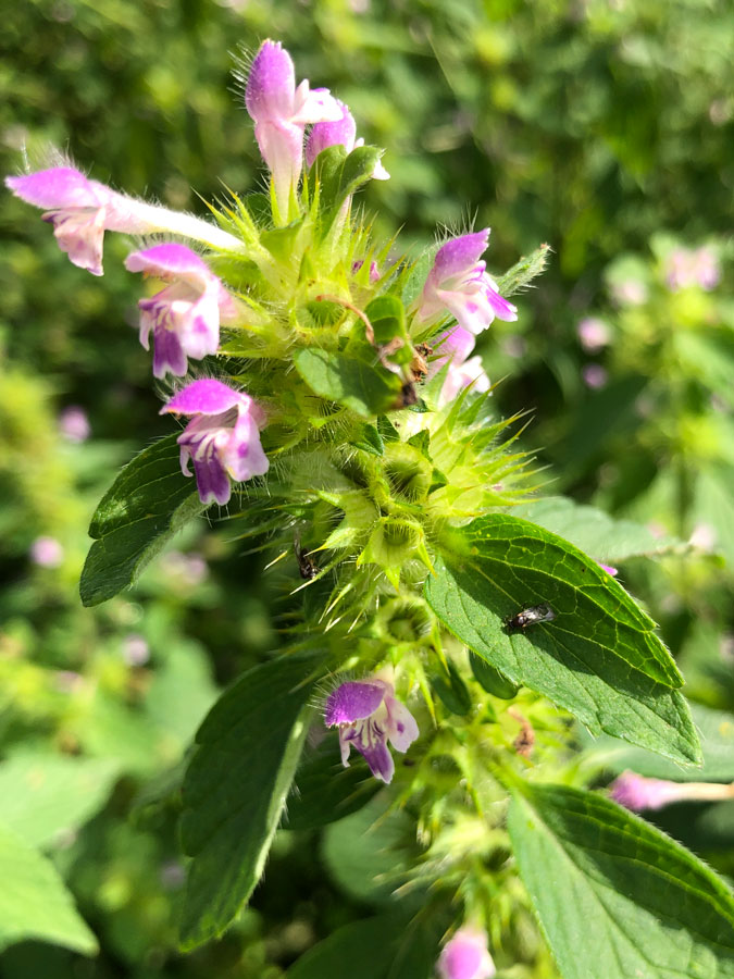 Изображение особи Galeopsis bifida.