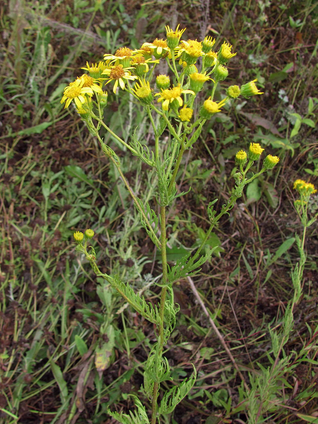 Изображение особи Senecio jacobaea.