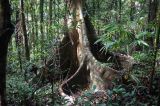 genus Cullenia. Основание ствола с досковидными корнями. Шри-Ланка, нац. парк \"Синхараджа\", дождевой лес. 04.12.2022.