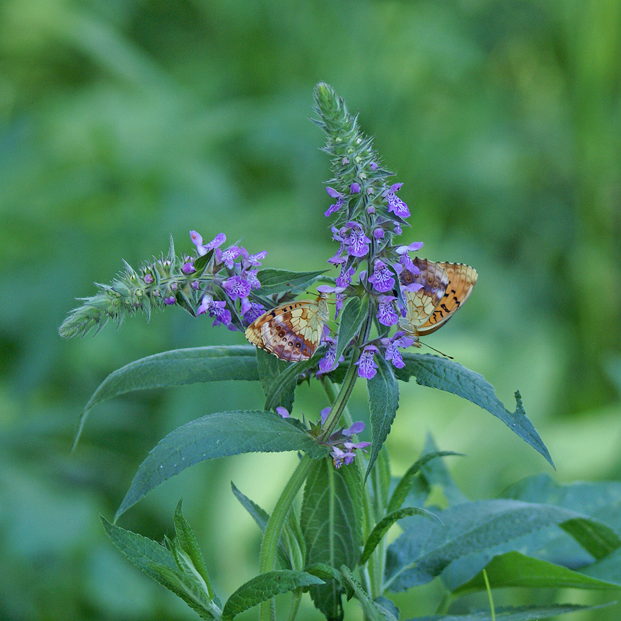 Image of Stachys palustris specimen.