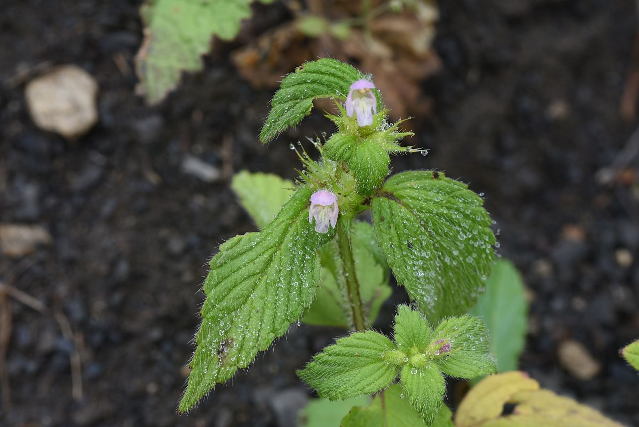 Изображение особи Galeopsis bifida.