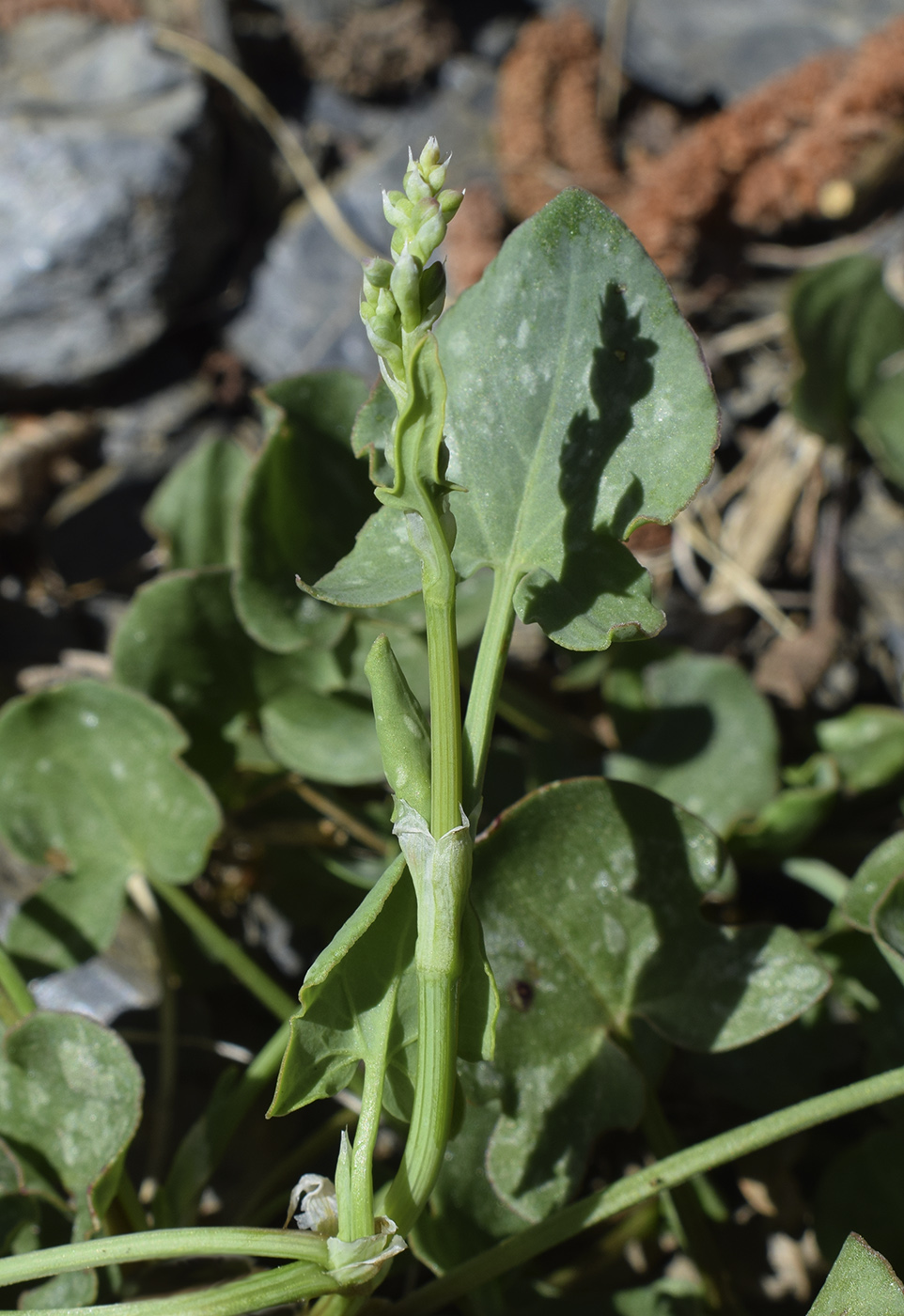 Изображение особи Rumex scutatus.