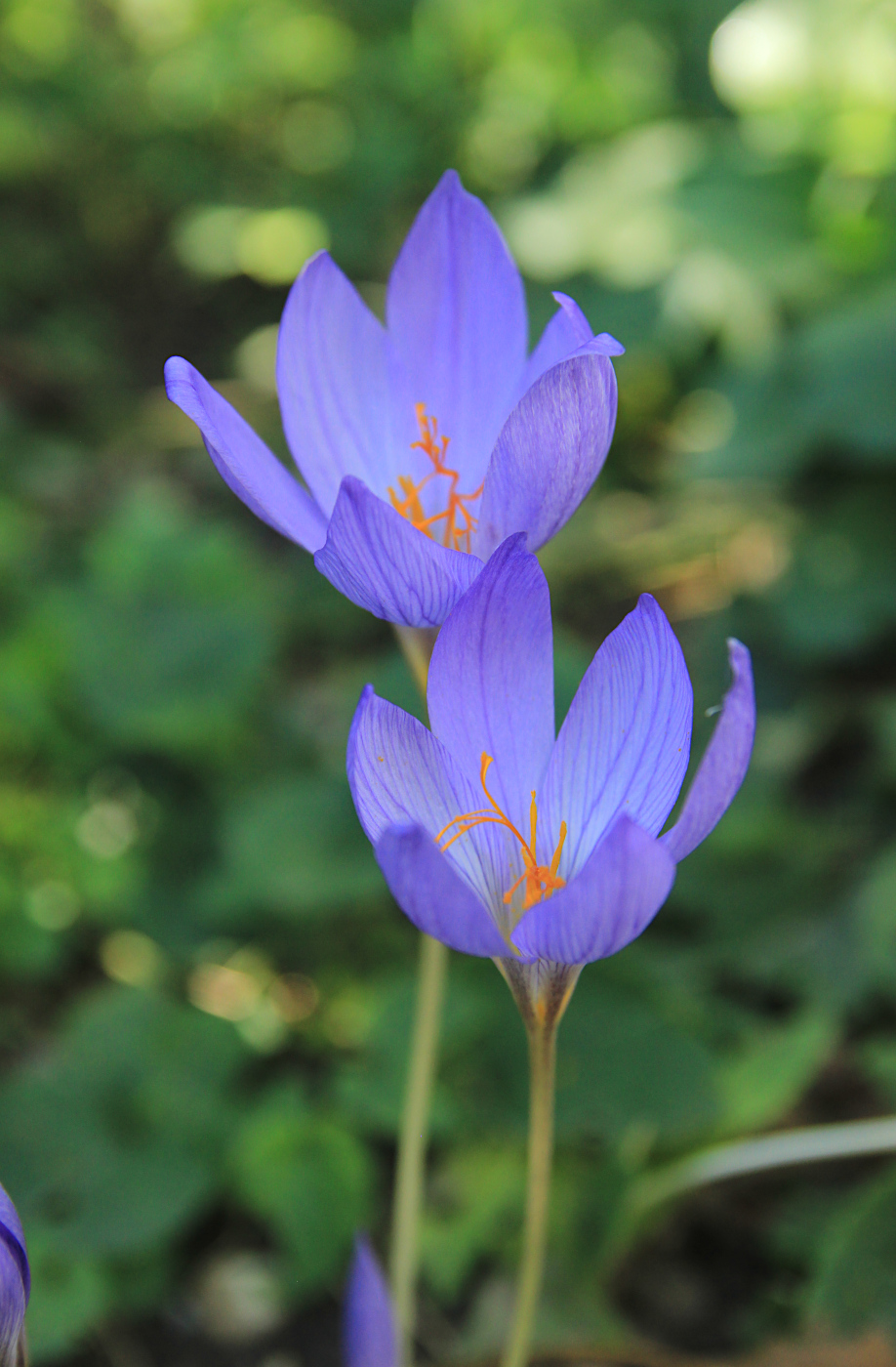 Изображение особи Crocus speciosus.