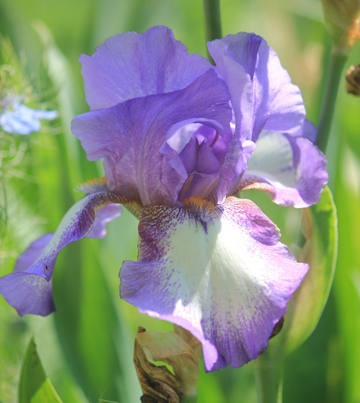 Image of Iris &times; hybrida specimen.