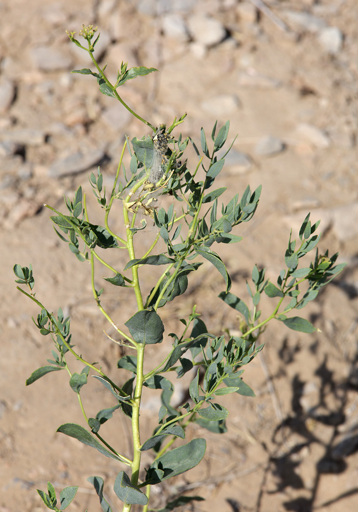 Image of Haplophyllum acutifolium specimen.