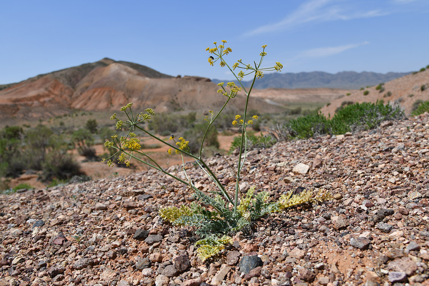 Image of Ferula syreitschikowii specimen.