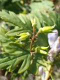 Aconitum sczukinii. Соплодие с завязавшимися плодами. Хабаровский край, окр. г. Комсомольск-на-Амуре, разнотравный луг. 28.08.2023.