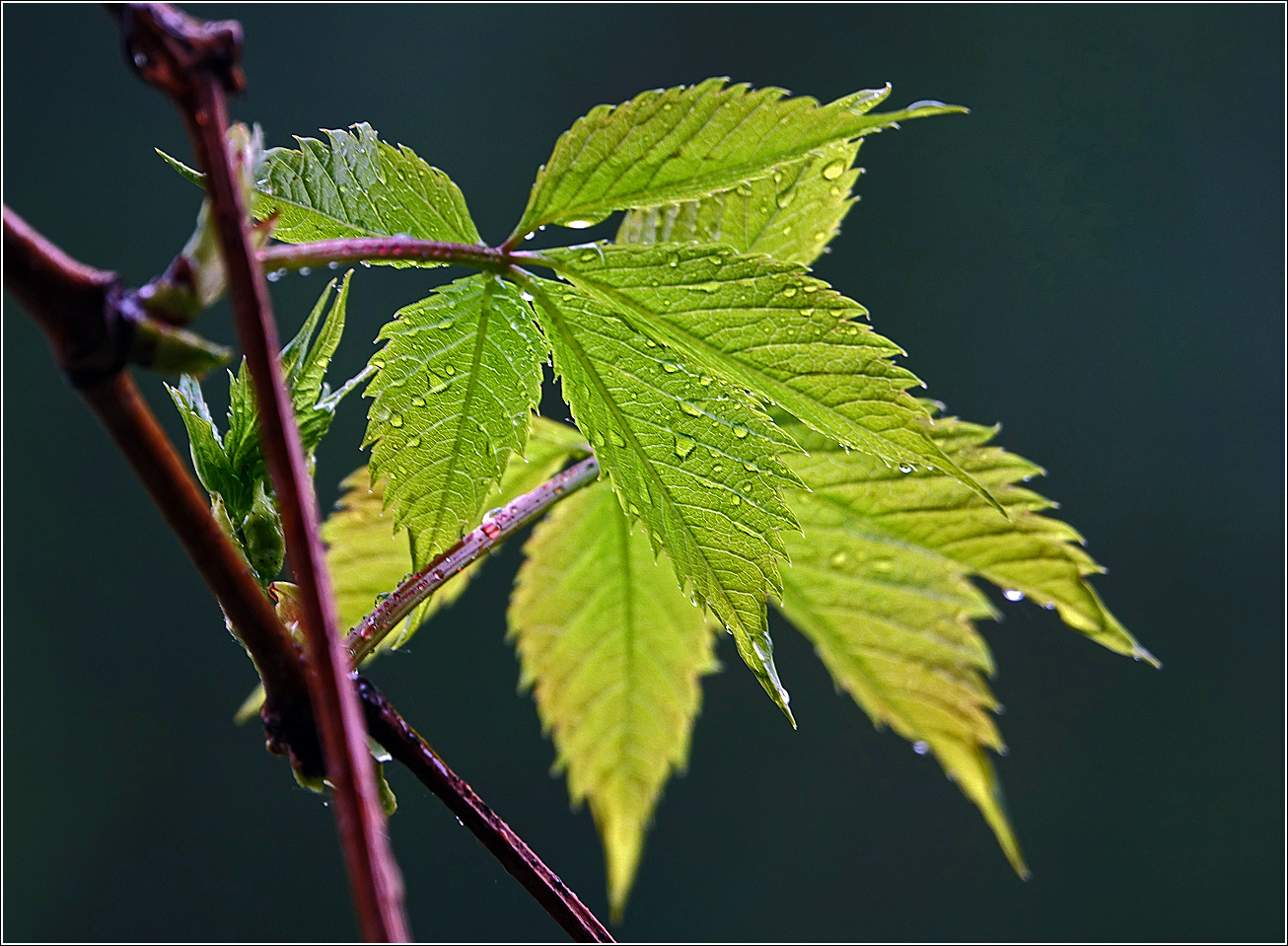 Image of Parthenocissus quinquefolia specimen.