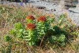 Rhodiola rosea. Плодоносящие растения. Мурманская обл., Кольский р-н, сельское поселение Териберка, о. Кильдин, мыс Сундуки, приморский луг. 24.06.2023.