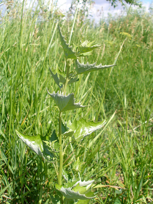 Изображение особи Atriplex sagittata.