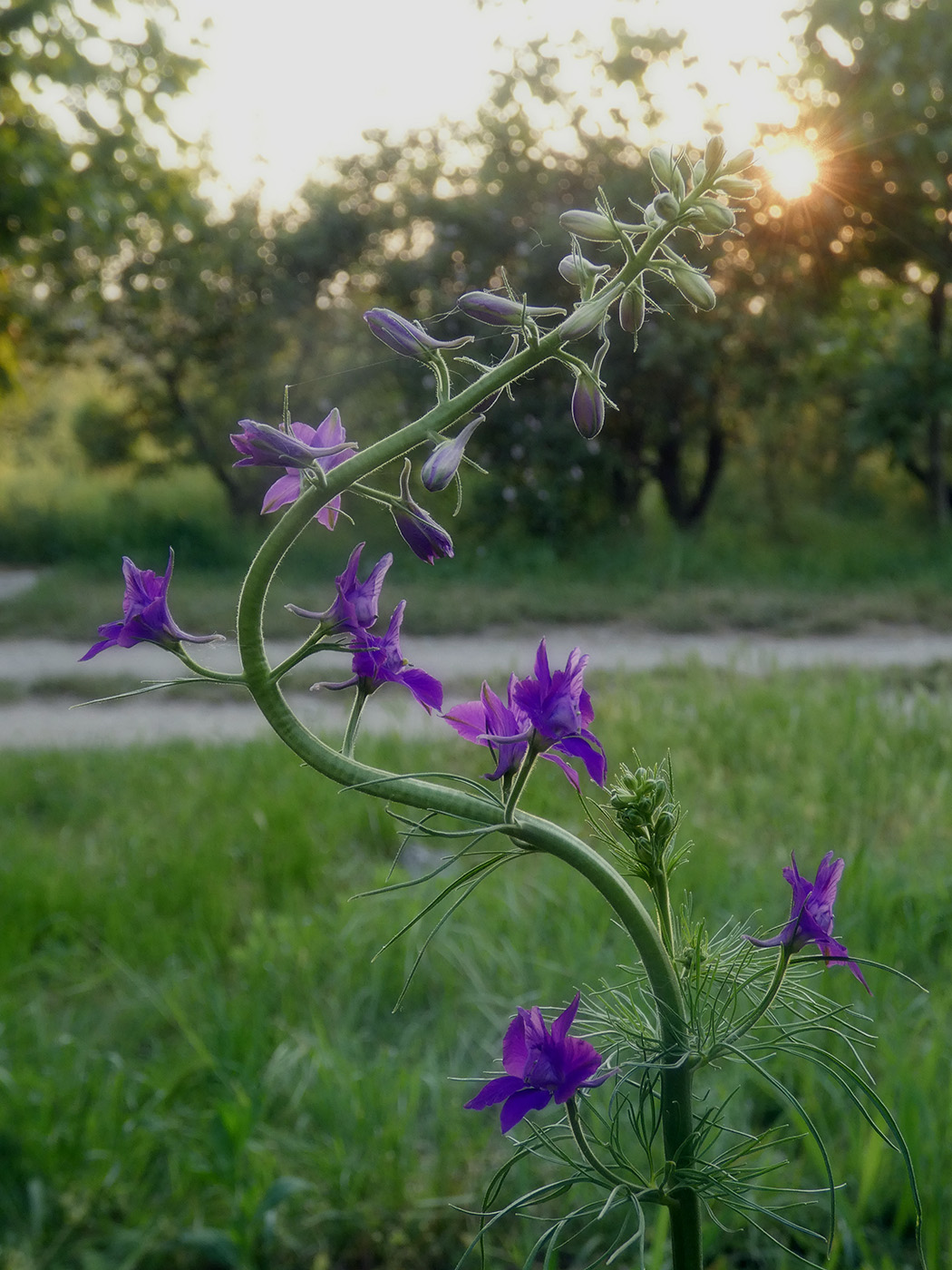 Изображение особи Delphinium ajacis.