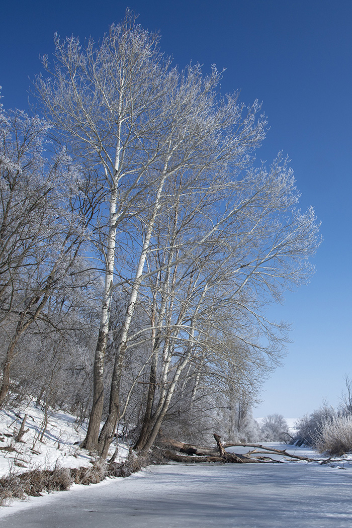 Изображение особи Populus alba.