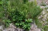 Artemisia japonica