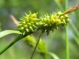 Carex serotina